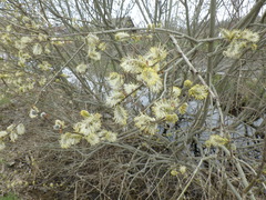 Salix × reichardtii