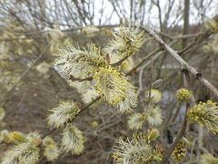 Salix × reichardtii