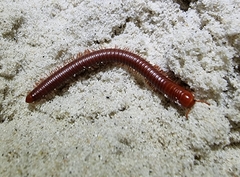 Trigoniulus corallinus