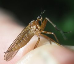 Empis trigramma