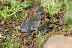 Celastrina asheri