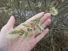 Salix × reichardtii