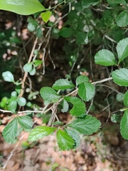 Crataegus uniflora