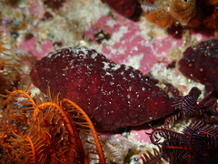 Alcyonidium nodosum