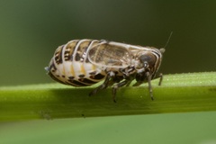 Dicranotropis hamata