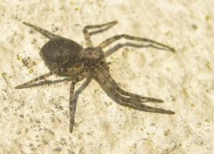 Philodromus buxi