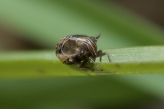 Dicranotropis hamata