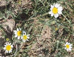 Anacyclus