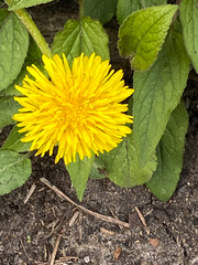 Taraxacum