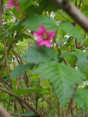Rubus spectabilis