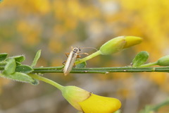 Metacantharis clypeata