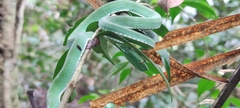 Trimeresurus vogeli