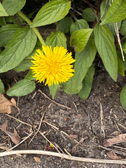 Taraxacum
