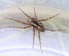 Pardosa saltans