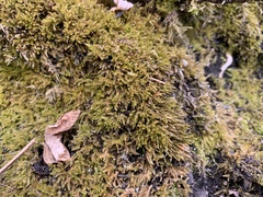 Eurhynchiastrum pulchellum