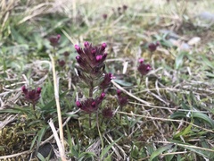 Parentucellia latifolia