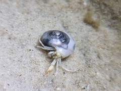 Paguroidea