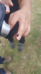 Tritomegas bicolor