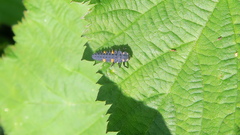 Coccinella septempunctata
