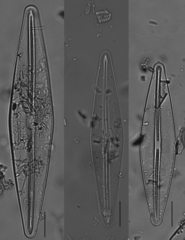 Frustulia rhomboides