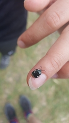 Tritomegas bicolor