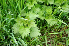 Urtica dioica
