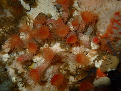 Isozoanthus capensis