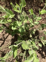 Matelea cynanchoides