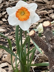 Narcissus