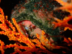 Pseudodromia latens