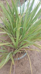 Cymbopogon nardus