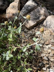 Buddleja marrubiifolia