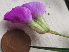 Vicia sativa nigra