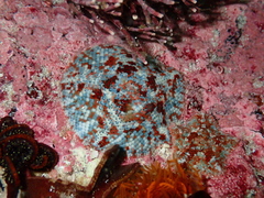 Parvulastra dyscrita