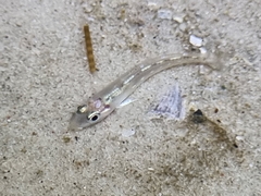 Sillaginidae