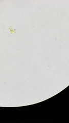 Oocystis