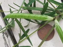 Vicia sativa nigra