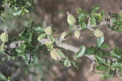 Gardenia aqualla
