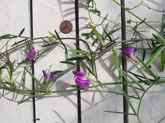 Vicia sativa nigra