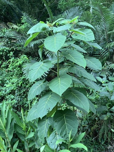 tamarillo