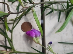 Vicia sativa nigra