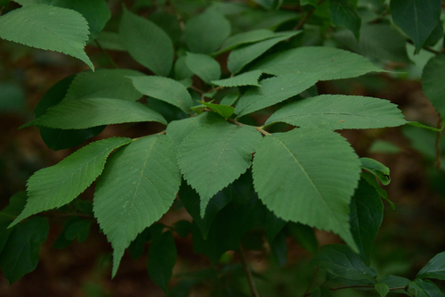 Harbin Elm (Ulmus chenmoui)