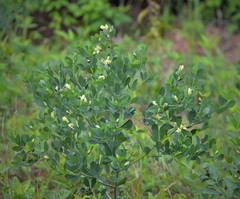 Baptisia nuttalliana
