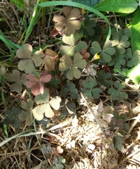 Oxalis corniculata