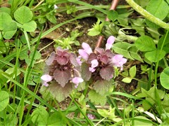 Lamium purpureum