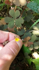 Oxalis corniculata