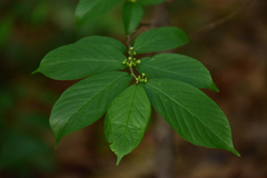 Rhamnella franguloides