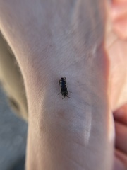 Acmaeodera ornatoides