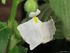 Pombalia calceolaria