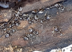 Lasius americanus
